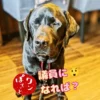 【代表の想い】制度の枠に入る「手前」の若者たちへ。私たちが独自の居場所づくりを貫く理由 「議員になれば?」という文字の横で、目を閉じて熟考するような表情を見せる黒ラブラドールレトリバーのオリバー(ワンぽてぃとのロゴ入り)