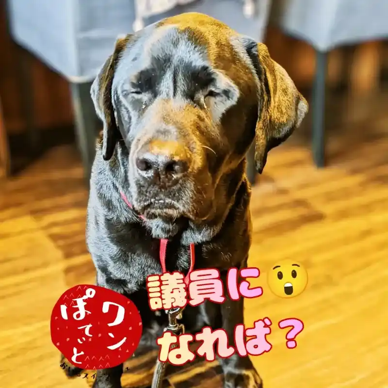 「議員になれば?」という文字の横で、目を閉じて熟考するような表情を見せる黒ラブラドールレトリバーのオリバー(ワンぽてぃとのロゴ入り)
