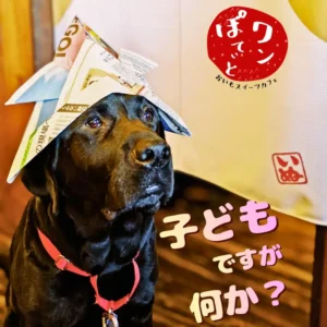 新聞紙の兜を被り「子どもですが何か？」という表情をした黒ラブラドールの看板犬オリバー