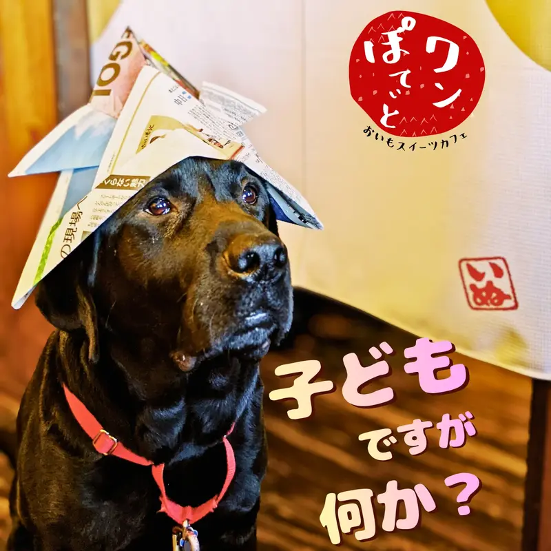 新聞紙の兜を被り「子どもですが何か？」という表情の黒ラブラドールレトリバーの看板犬オリバー
