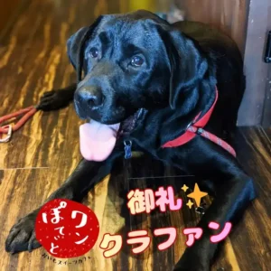笑顔で舌を出す黒ラブラドールの看板犬オリバーとクラウドファンディング御礼のメッセージ