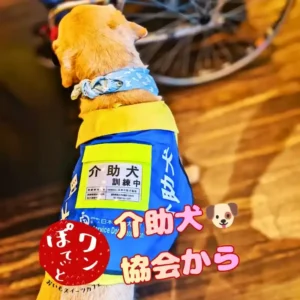 「介助犬訓練中」の青い服を着た犬の後ろ姿と、車椅子の一部。「介助犬協会から」の文字。