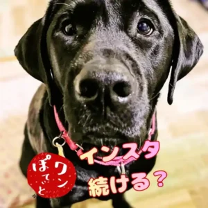 カフェレストラン「ワンぽてぃと」の看板犬オリバーと「インスタ続ける？」の文字