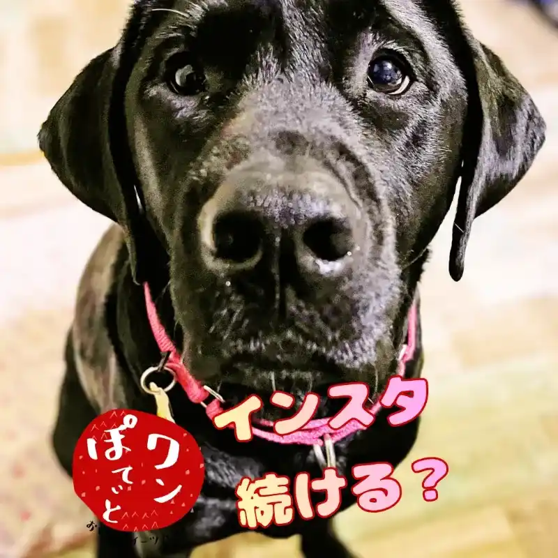 カフェレストラン「ワンぽてぃと」の看板犬オリバーと「インスタ続ける?」の文字