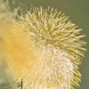 蜜いも探しの帰り道で出会った花火と、日常にある「幸せ」 帰り道の畑の向こうに見えた、夜空を黄金色に彩る大きく開いた花火