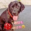 【とまり木事業】「見守る」期間を経て社会へ。J君が教えてくれた当たり前の喜びと、優しい企業の形 就職して1週間休まず働けたことを誇らしく報告する「とまり木」J君のエピソードを紹介する、ワンぽてぃとの看板犬オリバーの画像