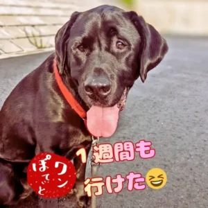 就職して1週間休まず働けたことを誇らしく報告する「とまり木」J君のエピソードを紹介する、ワンぽてぃとの看板犬オリバーの画像