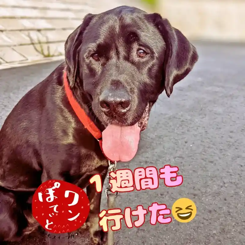 就職して1週間休まず働けたことを誇らしく報告する「とまり木」J君のエピソードを紹介する、ワンぽてぃとの看板犬オリバーの画像