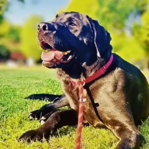 芝生の上でリラックスして笑顔を見せる、ワンぽてぃとの看板犬「オリバー」（黒のラブラドールレトリバー）