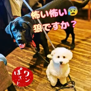 ワンぽてぃとの店内で、黒い大型犬ラブラドールレトリバーのオリバーと、小さく白いモコモコしたワンちゃんが並んでカメラを見つめている写真。