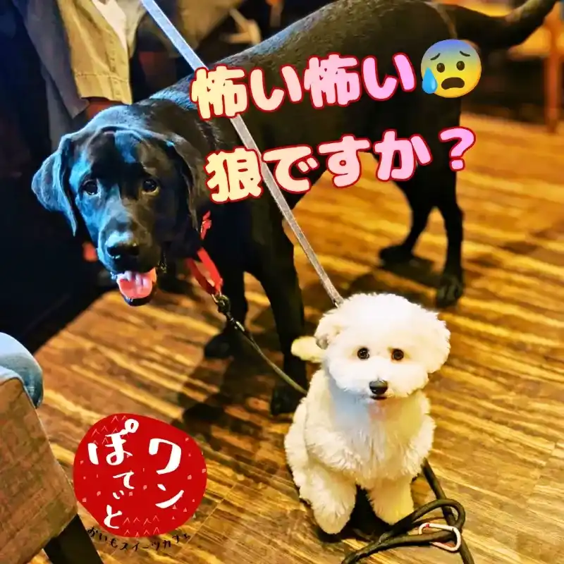 ワンぽてぃとの店内で、黒い大型犬ラブラドールレトリバーのオリバーと、小さく白いモコモコしたワンちゃんが並んでカメラを見つめている写真。