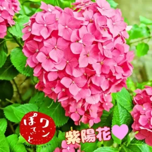 春日井市のカフェレストラン「ワンぽてぃと」の仕入れの途中で見つけたハート型の紫陽花