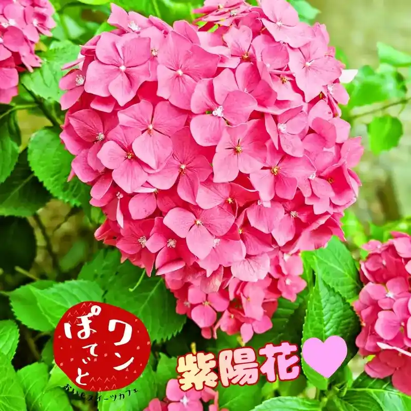 春日井市のカフェレストラン「ワンぽてぃと」の仕入れの途中で見つけたハート型の紫陽花