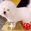 「ワンぽてぃとに行く？？」という文字が入った、嬉しそうな表情の白いトイプードル（またはビションフリーゼ）のおいでちゃん