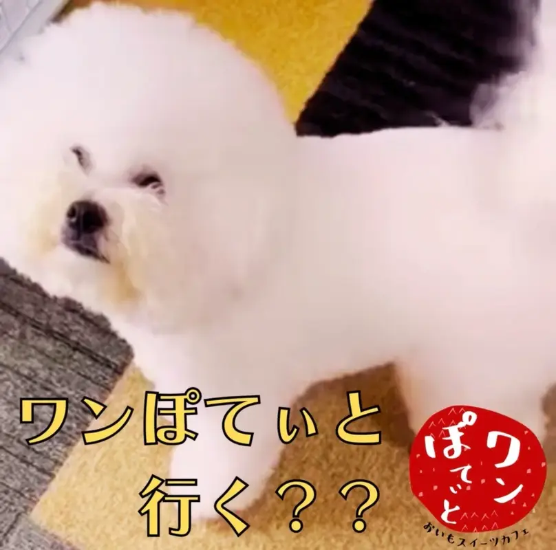 「ワンぽてぃとに行く??」という文字が入った、嬉しそうな表情のおいでちゃん