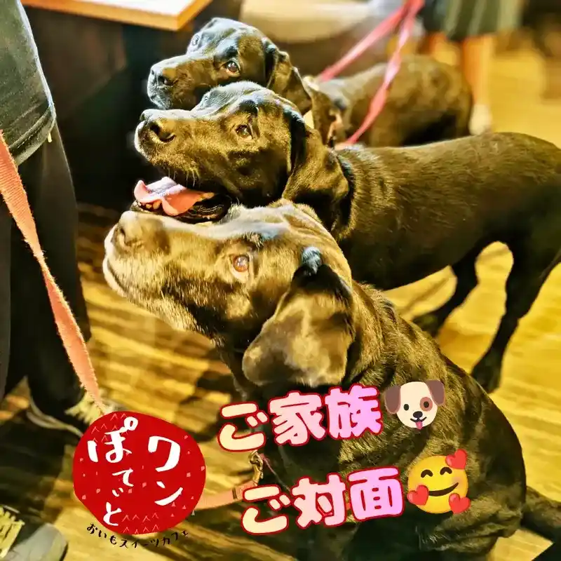 春日井市のカフェ「ワンぽてぃと」で再会した黒ラブのオリバーとお母さん、妹犬