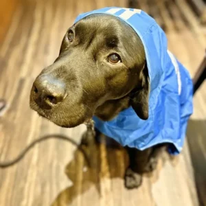 青いレインコートのフードを頭にかぶり、つぶらな瞳で上を見つめる黒ラブの看板犬オリバー