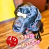【とまり木事業】ピンチを進化に変える。ワンぽてぃとを支える大切な仲間との日常 鼻の上に骨型のおやつをのせて待てをする黒ラブラドールレトリバーのオリバー(ワンぽてぃと)と「全料理出せるぜ」の文字