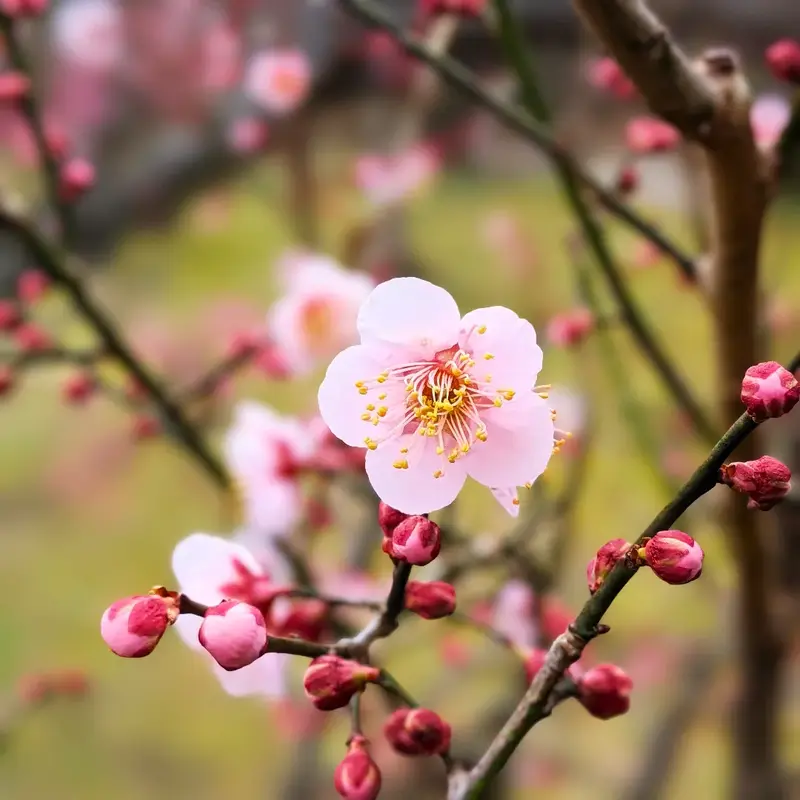 春の気配を感じさせる、枝に咲いた淡いピンク色の梅の花と蕾